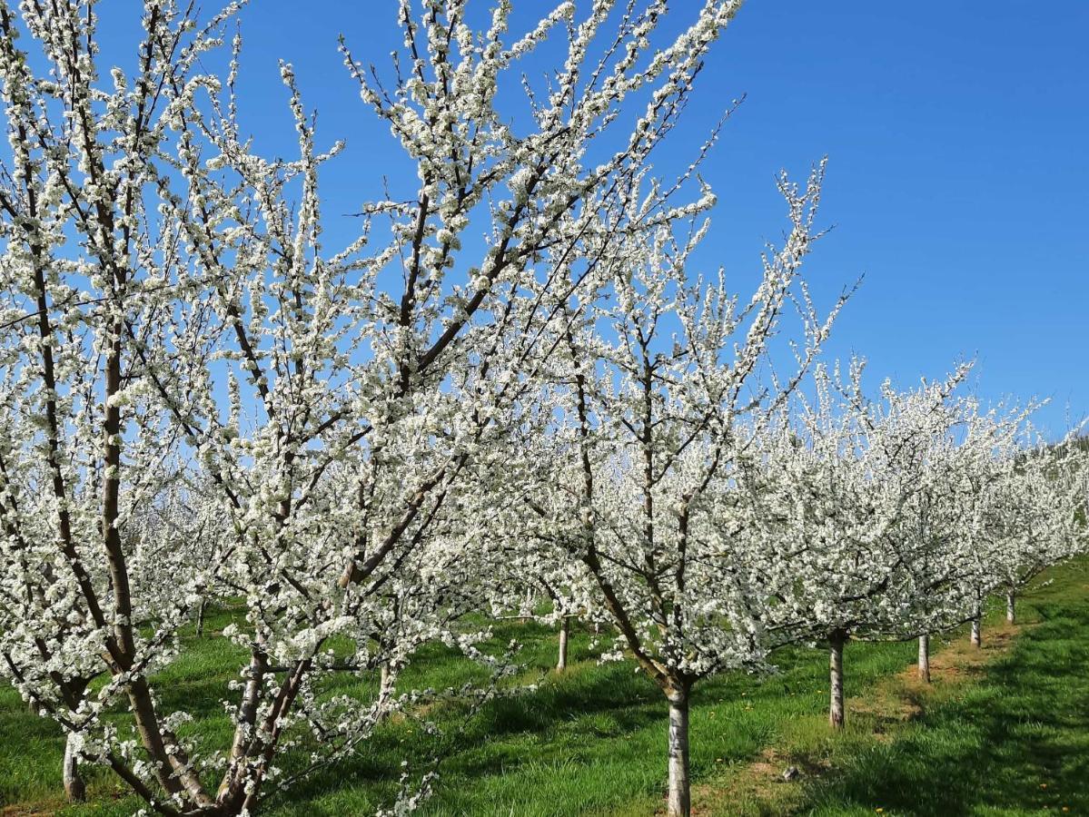 Ferienwohnung Am Weinberg أوبركيرش المظهر الخارجي الصورة